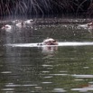 026 LOANGO 3 les Hippopotames la Riviere Monamwele Mammalia Artiodactyla Hippopotamidae Hippopotamus amphibius Groupe 16E5K3IMG_122384_DxOwtmk.jpg