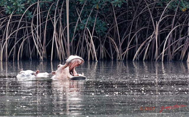 027 LOANGO 3 les Hippopotames la Riviere Monamwele Mammalia Artiodactyla Hippopotamidae Hippopotamus amphibius Groupe 16E5K3IMG_122388_DxOwtmk.jpg