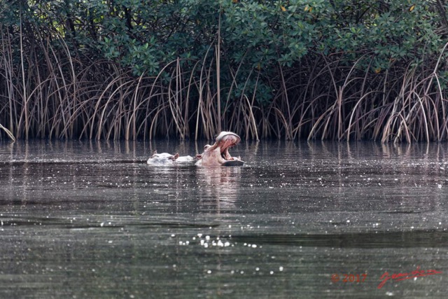 028 LOANGO 3 les Hippopotames la Riviere Monamwele Mammalia Artiodactyla Hippopotamidae Hippopotamus amphibius Groupe 16E5K3IMG_122389_DxOawtmk.jpg