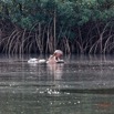 028 LOANGO 3 les Hippopotames la Riviere Monamwele Mammalia Artiodactyla Hippopotamidae Hippopotamus amphibius Groupe 16E5K3IMG_122389_DxOawtmk.jpg