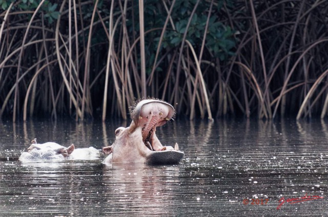 029 LOANGO 3 les Hippopotames la Riviere Monamwele Mammalia Artiodactyla Hippopotamidae Hippopotamus amphibius Groupe 16E5K3IMG_122390_DxOawtmk.jpg