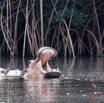 029 LOANGO 3 les Hippopotames la Riviere Monamwele Mammalia Artiodactyla Hippopotamidae Hippopotamus amphibius Groupe 16E5K3IMG_122390_DxOawtmk.jpg