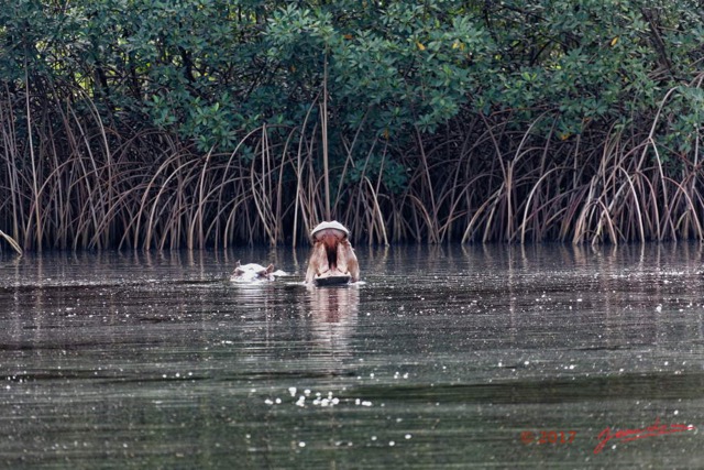 030 LOANGO 3 les Hippopotames la Riviere Monamwele Mammalia Artiodactyla Hippopotamidae Hippopotamus amphibius Groupe 16E5K3IMG_122394_DxOawtmk.jpg