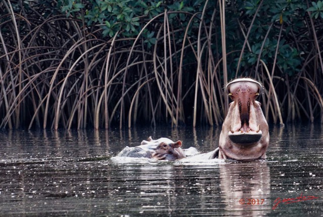 031 LOANGO 3 les Hippopotames la Riviere Monamwele Mammalia Artiodactyla Hippopotamidae Hippopotamus amphibius Groupe 16E5K3IMG_122397_DxOawtmk.jpg