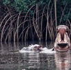 031 LOANGO 3 les Hippopotames la Riviere Monamwele Mammalia Artiodactyla Hippopotamidae Hippopotamus amphibius Groupe 16E5K3IMG_122397_DxOawtmk.jpg