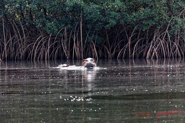 032 LOANGO 3 les Hippopotames la Riviere Monamwele Mammalia Artiodactyla Hippopotamidae Hippopotamus amphibius Groupe 16E5K3IMG_122398_DxOawtmk.jpg