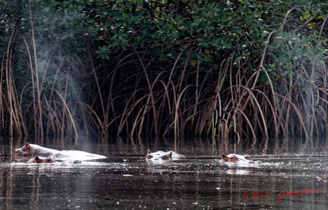 034 LOANGO 3 les Hippopotames la Riviere Monamwele Mammalia Artiodactyla Hippopotamidae Hippopotamus amphibius Groupe 16E5K3IMG_122402_DxOawtmk.jpg