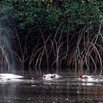 034 LOANGO 3 les Hippopotames la Riviere Monamwele Mammalia Artiodactyla Hippopotamidae Hippopotamus amphibius Groupe 16E5K3IMG_122402_DxOawtmk.jpg