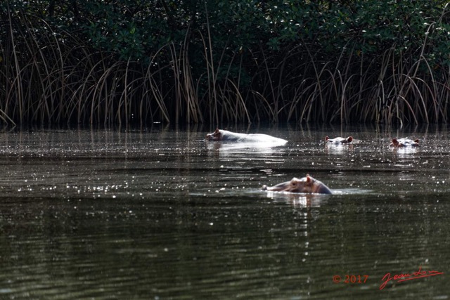 035 LOANGO 3 les Hippopotames la Riviere Monamwele Mammalia Artiodactyla Hippopotamidae Hippopotamus amphibius Groupe 16E5K3IMG_122411_DxOwtmk.jpg