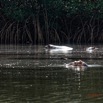 035 LOANGO 3 les Hippopotames la Riviere Monamwele Mammalia Artiodactyla Hippopotamidae Hippopotamus amphibius Groupe 16E5K3IMG_122411_DxOwtmk.jpg