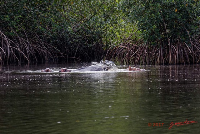 036 LOANGO 3 les Hippopotames la Riviere Monamwele Mammalia Artiodactyla Hippopotamidae Hippopotamus amphibius Groupe 16E5K3IMG_122418_DxOwtmk.jpg