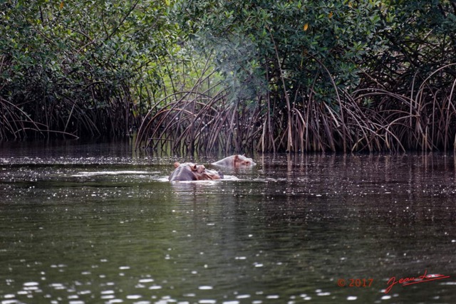 037 LOANGO 3 les Hippopotames la Riviere Monamwele Mammalia Artiodactyla Hippopotamidae Hippopotamus amphibius Groupe 16E5K3IMG_122421_DxOawtmk.jpg