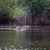037 LOANGO 3 les Hippopotames la Riviere Monamwele Mammalia Artiodactyla Hippopotamidae Hippopotamus amphibius Groupe 16E5K3IMG_122421_DxOawtmk.jpg