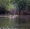 037 LOANGO 3 les Hippopotames la Riviere Monamwele Mammalia Artiodactyla Hippopotamidae Hippopotamus amphibius Groupe 16E5K3IMG_122421_DxOawtmk.jpg