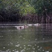 038 LOANGO 3 les Hippopotames la Riviere Monamwele Mammalia Artiodactyla Hippopotamidae Hippopotamus amphibius Groupe 16E5K3IMG_122423_DxOwtmk.jpg