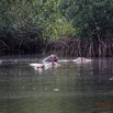 039 LOANGO 3 les Hippopotames la Riviere Monamwele Mammalia Artiodactyla Hippopotamidae Hippopotamus amphibius Groupe 16E5K3IMG_122424_DxOwtmk.jpg