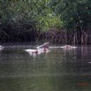 040 LOANGO 3 les Hippopotames la Riviere Monamwele Mammalia Artiodactyla Hippopotamidae Hippopotamus amphibius Groupe 16E5K3IMG_122425_DxOawtmk.jpg