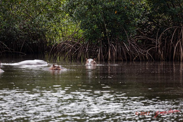 041 LOANGO 3 les Hippopotames la Riviere Monamwele Mammalia Artiodactyla Hippopotamidae Hippopotamus amphibius Groupe 16E5K3IMG_122429_DxOawtmk.jpg