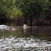 041 LOANGO 3 les Hippopotames la Riviere Monamwele Mammalia Artiodactyla Hippopotamidae Hippopotamus amphibius Groupe 16E5K3IMG_122429_DxOawtmk.jpg