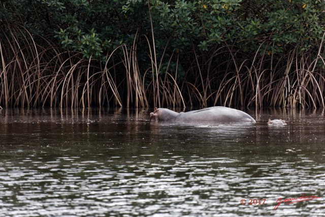 042 LOANGO 3 les Hippopotames la Riviere Monamwele Mammalia Artiodactyla Hippopotamidae Hippopotamus amphibius Groupe 16E5K3IMG_122433_DxOawtmk.jpg