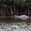 042 LOANGO 3 les Hippopotames la Riviere Monamwele Mammalia Artiodactyla Hippopotamidae Hippopotamus amphibius Groupe 16E5K3IMG_122433_DxOawtmk.jpg