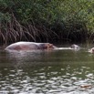 046 LOANGO 3 les Hippopotames la Riviere Monamwele Mammalia Artiodactyla Hippopotamidae Hippopotamus amphibius Groupe 16E5K3IMG_122443_DxOawtmk.jpg