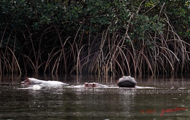 047 LOANGO 3 les Hippopotames la Riviere Monamwele Mammalia Artiodactyla Hippopotamidae Hippopotamus amphibius Groupe 16E5K3IMG_122446_DxOwtmk.jpg