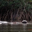 047 LOANGO 3 les Hippopotames la Riviere Monamwele Mammalia Artiodactyla Hippopotamidae Hippopotamus amphibius Groupe 16E5K3IMG_122446_DxOwtmk.jpg