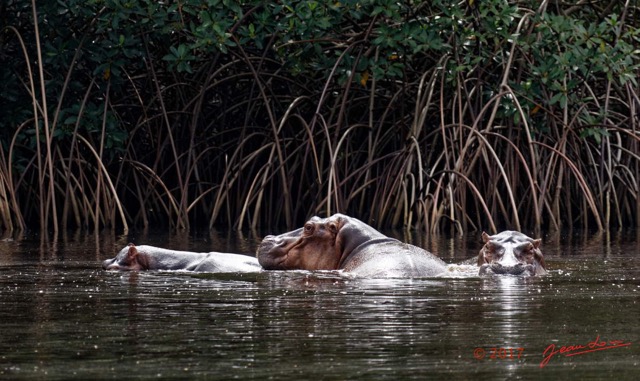 048 LOANGO 3 les Hippopotames la Riviere Monamwele Mammalia Artiodactyla Hippopotamidae Hippopotamus amphibius Groupe 16E5K3IMG_122448_DxOawtmk.jpg