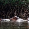 048 LOANGO 3 les Hippopotames la Riviere Monamwele Mammalia Artiodactyla Hippopotamidae Hippopotamus amphibius Groupe 16E5K3IMG_122448_DxOawtmk.jpg