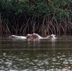 049 LOANGO 3 les Hippopotames la Riviere Monamwele Mammalia Artiodactyla Hippopotamidae Hippopotamus amphibius Groupe 16E5K3IMG_122449_DxOawtmk.jpg