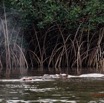 050 LOANGO 3 les Hippopotames la Riviere Monamwele Mammalia Artiodactyla Hippopotamidae Hippopotamus amphibius Groupe 16E5K3IMG_122454_DxOawtmk.jpg