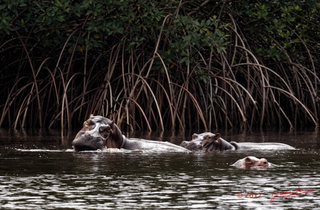 051 LOANGO 3 les Hippopotames la Riviere Monamwele Mammalia Artiodactyla Hippopotamidae Hippopotamus amphibius Groupe 16E5K3IMG_122457_DxOawtmk.jpg
