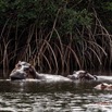 051 LOANGO 3 les Hippopotames la Riviere Monamwele Mammalia Artiodactyla Hippopotamidae Hippopotamus amphibius Groupe 16E5K3IMG_122457_DxOawtmk.jpg