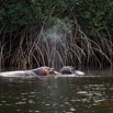 053 LOANGO 3 les Hippopotames la Riviere Monamwele Mammalia Artiodactyla Hippopotamidae Hippopotamus amphibius Groupe 16E5K3IMG_122462_DxOawtmk.jpg