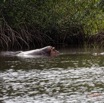 054 LOANGO 3 les Hippopotames la Riviere Monamwele Mammalia Artiodactyla Hippopotamidae Hippopotamus amphibius Groupe 16E5K3IMG_122469_DxOwtmk.jpg