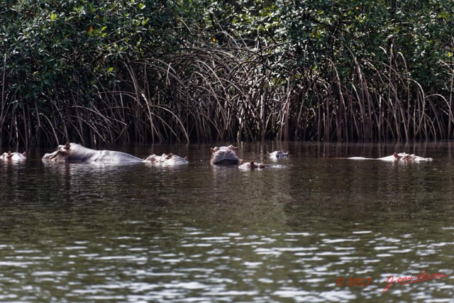 056 LOANGO 3 les Hippopotames la Riviere Monamwele Mammalia Artiodactyla Hippopotamidae Hippopotamus amphibius Groupe 16E5K3IMG_122495_DxOawtmk.jpg