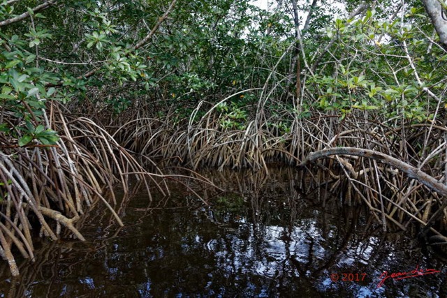 057 LOANGO 3 les Hippopotames la Riviere Monamwele Mangrove a Paletuvier Rhizophora racemosa 16E5K3IMG_122501_DxOawtmk.jpg