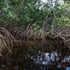 057 LOANGO 3 les Hippopotames la Riviere Monamwele Mangrove a Paletuvier Rhizophora racemosa 16E5K3IMG_122501_DxOawtmk.jpg