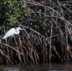 058 LOANGO 3 les Hippopotames la Riviere Monamwele Oiseau Aves Pelecaniformes Ardeidae Grande Aigrette Egretta alba 16E5K3IMG_122373_DxOawtmk.jpg