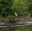 059 LOANGO 3 les Hippopotames la Riviere Monamwele Oiseau Aves Pelecaniformes Ardeidae Grande Aigrette Egretta alba 16E5K3IMG_122476_DxOawtmk.jpg