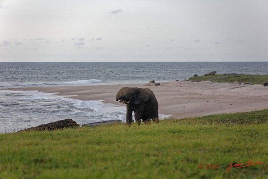 LOANGO-3-Campement-Loango-Sud-Marche-la-Plage-et-Jeune-Elephant-Solitaire-16E5K3IMG_122617_DxOawtmk-WEB