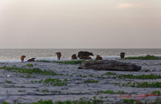 LOANGO-3-Campement-Loango-Sud-Petite-Lagune-Buffles-sur-la-Plage-16E5K3IMG_122681_DxOwtmk-WEB