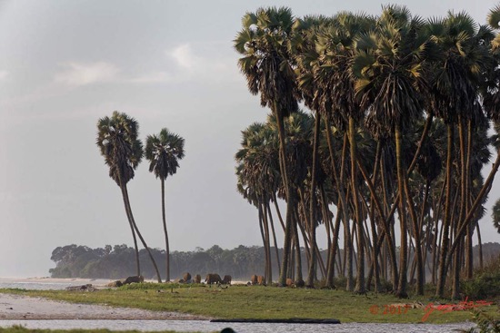 LOANGO-3-Campement-Loango-Sud-Petite-Lagune-Plage-Palmiers-et-Buffles-16E5K3IMG_122653_DxOawtmk-WEB