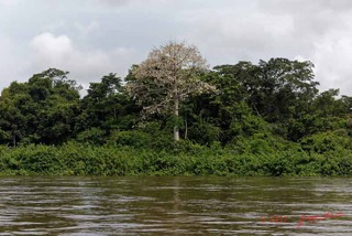 LOANGO-3-Descente-Ogooue-Berge-et-Arbre-Magnoliopsida-Malvales-Bombacaceae-Fromager-Ceiba-pentandra-16E5K3IMG_121496_DxOawtmk-web