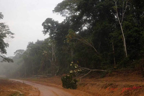 LOANGO-3-Franceville-Lambarene-Piste-vers-Makokou-Orage-et-Arbre-Deracine-16E5K3IMG121106_DxOawtmk-WEB