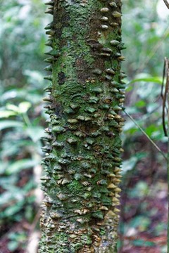 LOANGO-3-Inyoungou-Sounga-Marche-en-Foret-Arbre-Magnoliopsida-Sapindales-Rutaceae-Zanthoxylum-heitzii-16E5K3IMG_122212_DxOawtmk-web