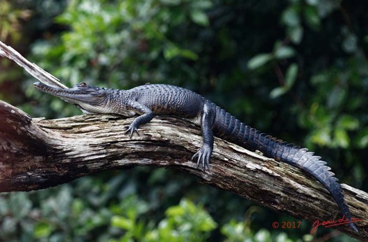 LOANGO-3-la-Riviere-MPIVIE-Berge-Arbre-Mort-et-Reptilia-Crocodilia-Crocodylidae-Faux-Gavial-Afrique-Crocodylus-ou-Mecistops-cataphractus-16E5K3IMG_121735_DxOawtmk-WEB