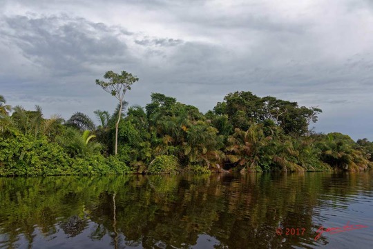 LOANGO-3-la-Riviere-MPIVIE-Berge-et-Arbre-Liliopsida-Arecales-Arecaceae-Raphia-hookeri-16E5K3IMG_121896_DxOawtmk-WEB