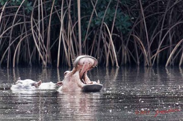 LOANGO-3-les-Hippopotames-la-Riviere-Monamwele-Mammalia-Artiodactyla-Hippopotamidae-Hippopotamus-amphibius-Groupe-16E5K3IMG_122390_DxOawtmk-web